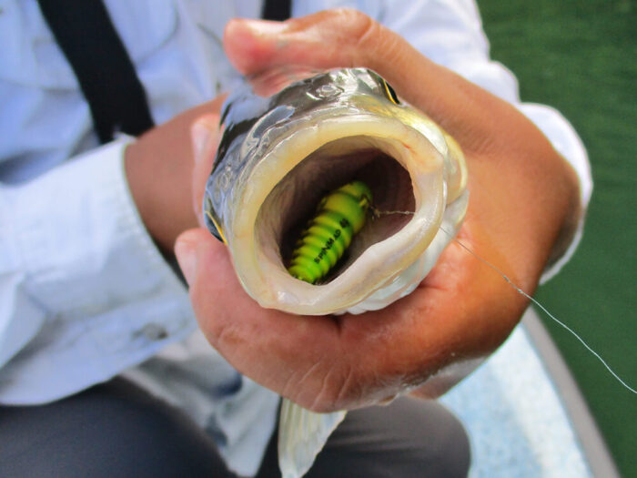 Spinmad spinnertail CRAZY BUG 4gr - imagine 12