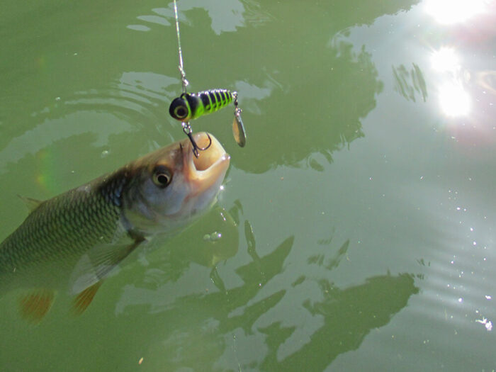 Spinmad spinnertail CRAZY BUG 4gr - imagine 13